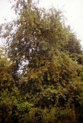 cerisiertardif-arbre.jpg (28597 octets)
