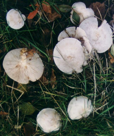 champignons  dterminer 2.jpg (59156 octets)