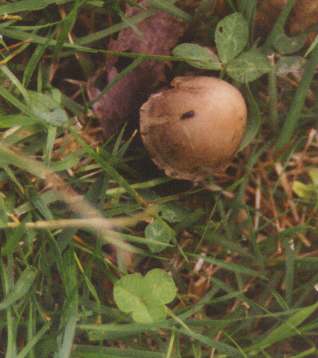 champignons brun printemps.jpg (17016 octets)