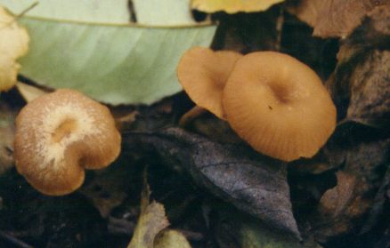 champignons orang bbb.jpg (19776 octets)